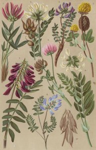 Alpesi flóra alkotó: European School